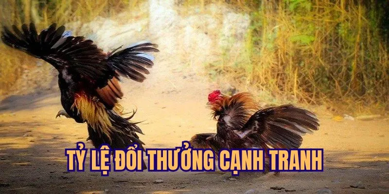 Mức thưởng khủng tại đá gà trực tiếp Thomo